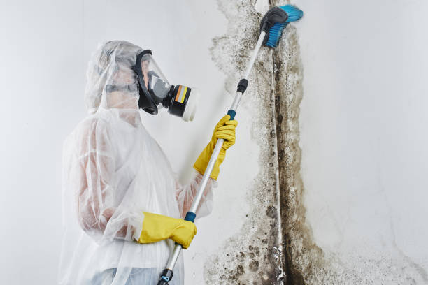 Best Emergency Mold Remediation in Colonial Heights, TN